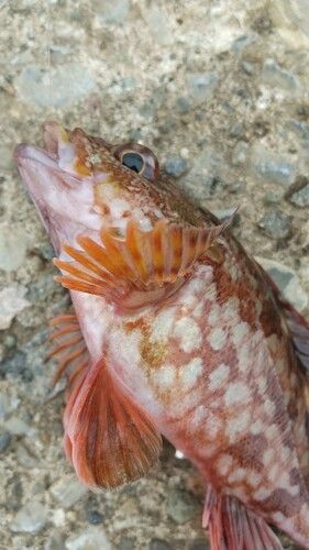 カサゴの釣果