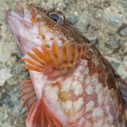 カサゴ