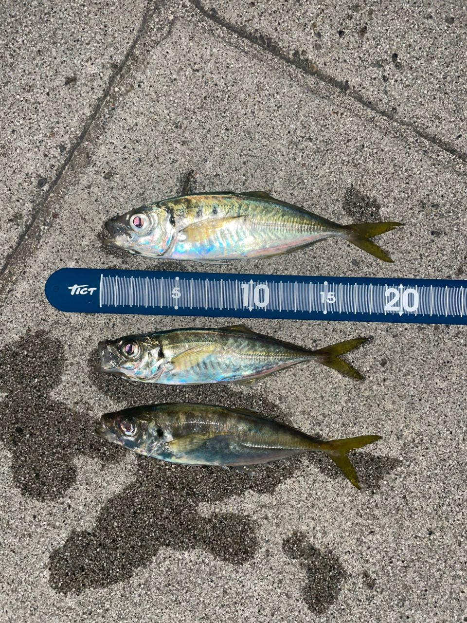 23コルトUX 23GCORUS-612UL-HS オリムピック (送料無料)オリムピック/Olympic 23コルトUX