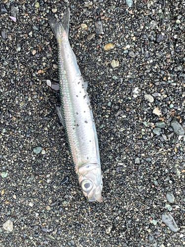 マイワシの釣果