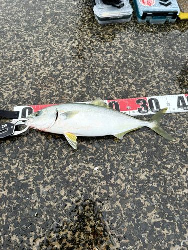 ワカシの釣果