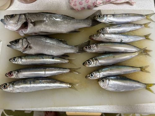 コショウダイの釣果