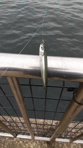 イワシの釣果