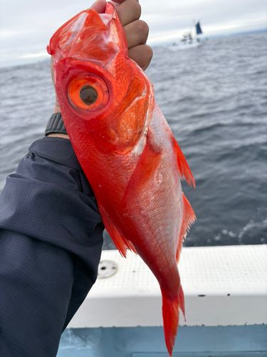 キンメダイの釣果