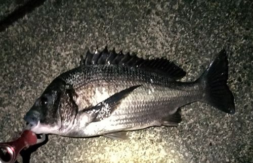 クロダイの釣果
