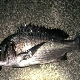 クロダイ