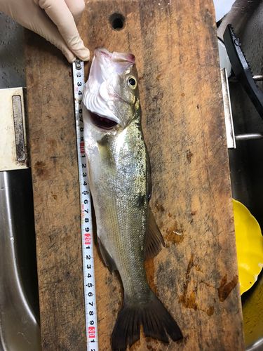 シーバスの釣果