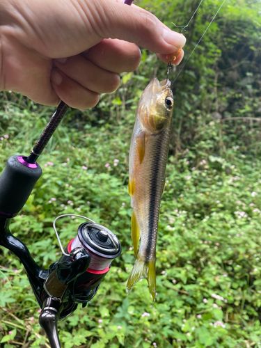 カワムツの釣果