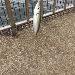 アジ