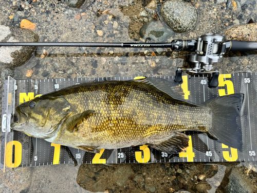 スモールマウスバスの釣果