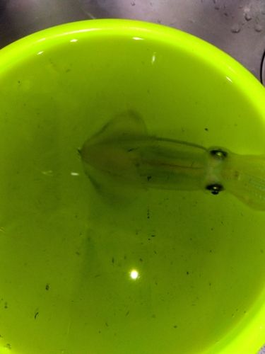 イカの釣果