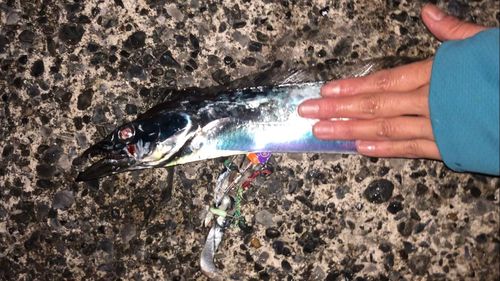 タチウオの釣果