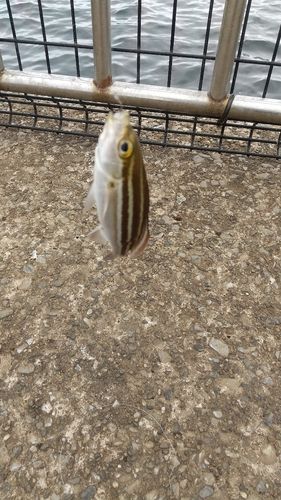 イサキの釣果