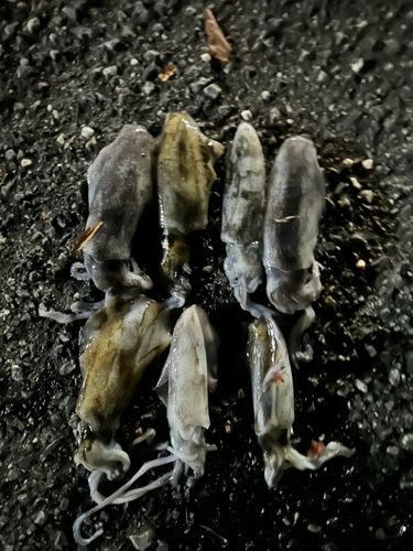 アオリイカの釣果