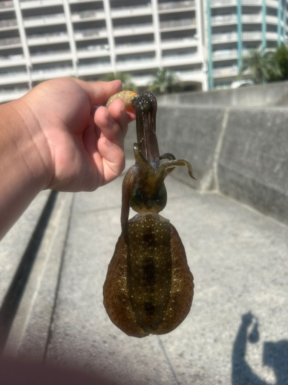 アオリイカ