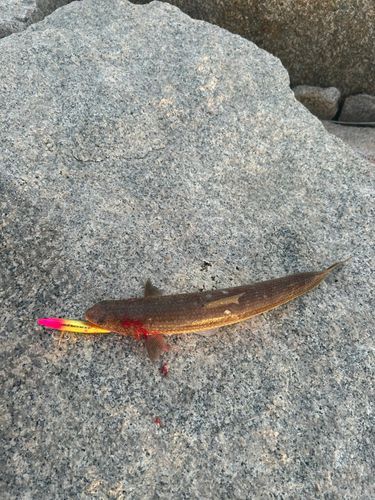 エソの釣果