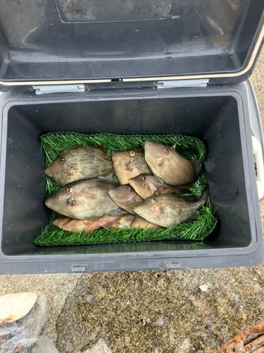 ウマヅラハギの釣果