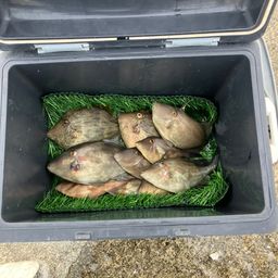 ウマヅラハギ
