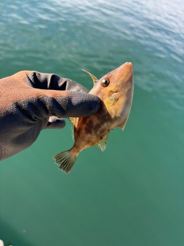 ウマヅラハギの釣果