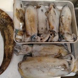 アオリイカ