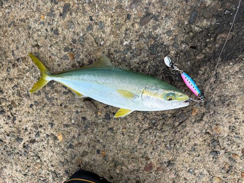 ワカシの釣果