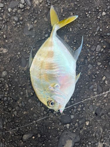 ギンガメアジの釣果