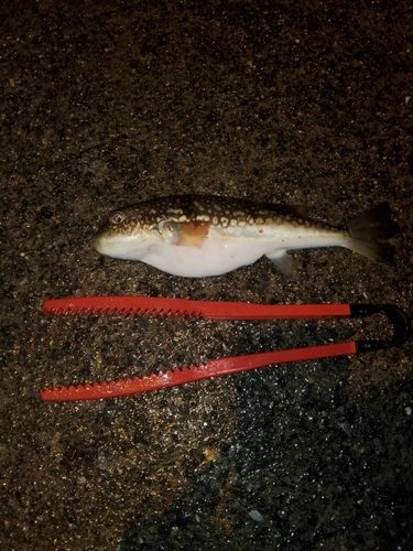 クサフグの釣果