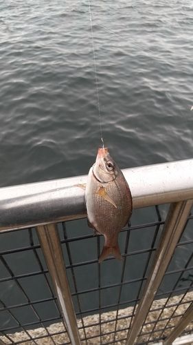 ウミタナゴの釣果