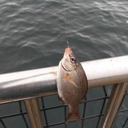 ウミタナゴ