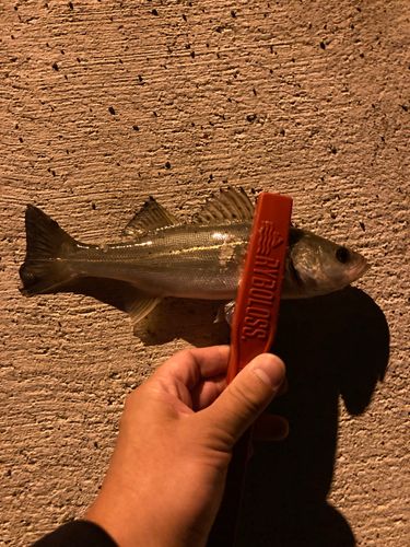 セイゴ（マルスズキ）の釣果