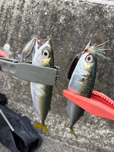 サバの釣果
