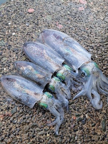 アオリイカの釣果