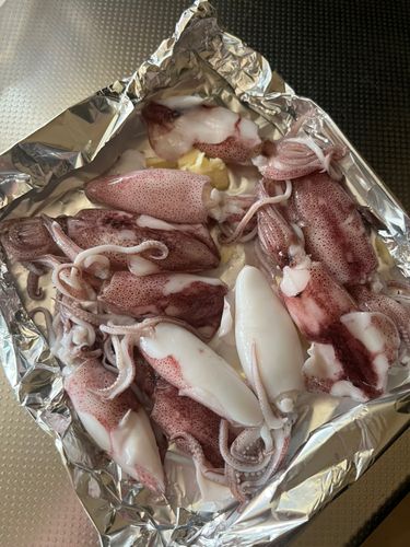 マメイカの釣果