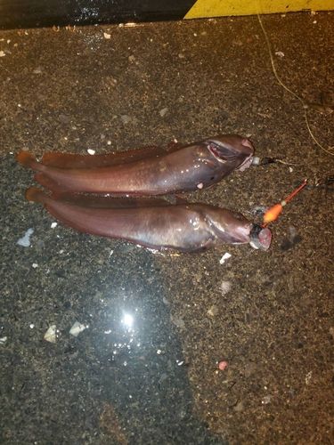 ドンコの釣果