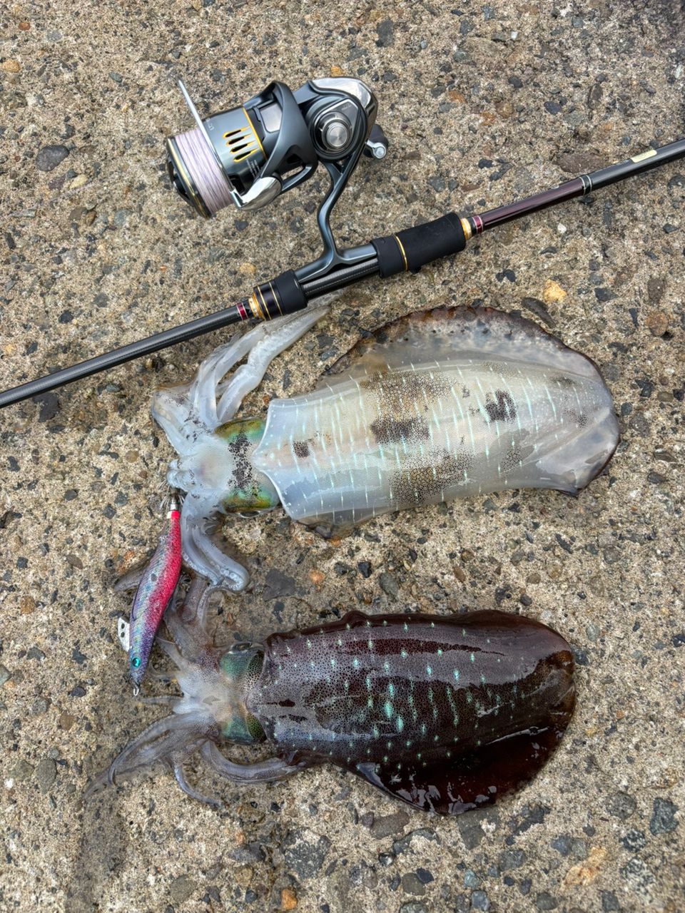 ラグゼEGXアルティメイトS７７ＭＬ＋solids ラグゼ EGX アルティメイト 77ML + solid がまかつ f