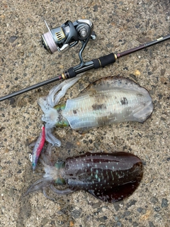 アオリイカの釣果