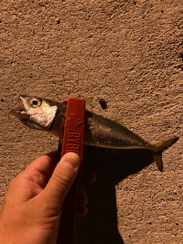 サバの釣果