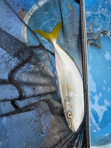 イナダの釣果
