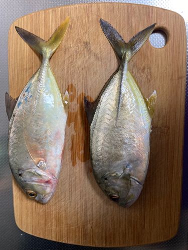 メッキの釣果