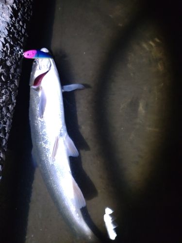 マルタウグイの釣果