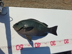 クチブトグレの釣果