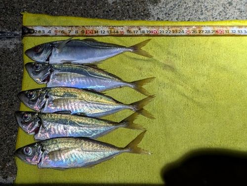 アジの釣果