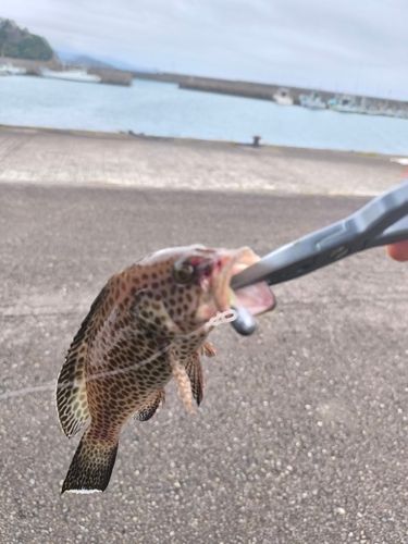 オオモンハタの釣果