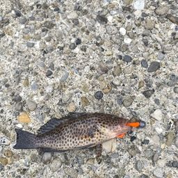 オオモンハタ