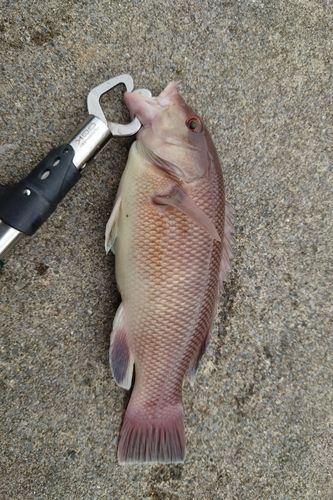 釣果