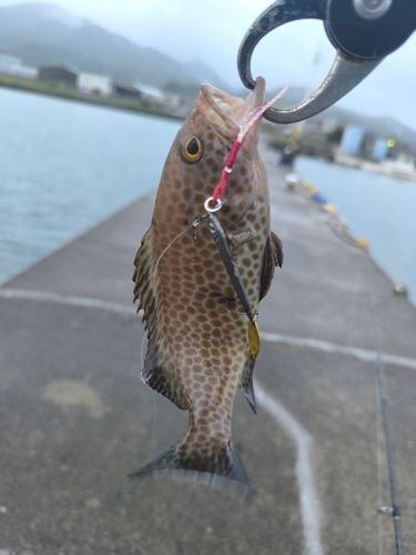 オオモンハタの釣果