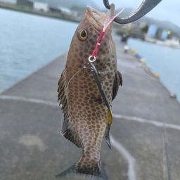 オオモンハタ