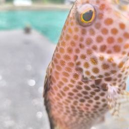 オオモンハタ