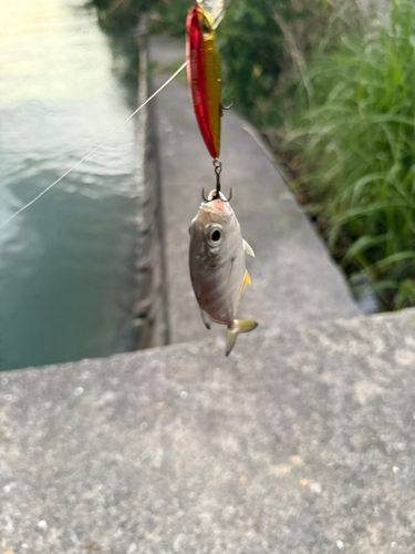 メッキの釣果