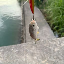 メッキ